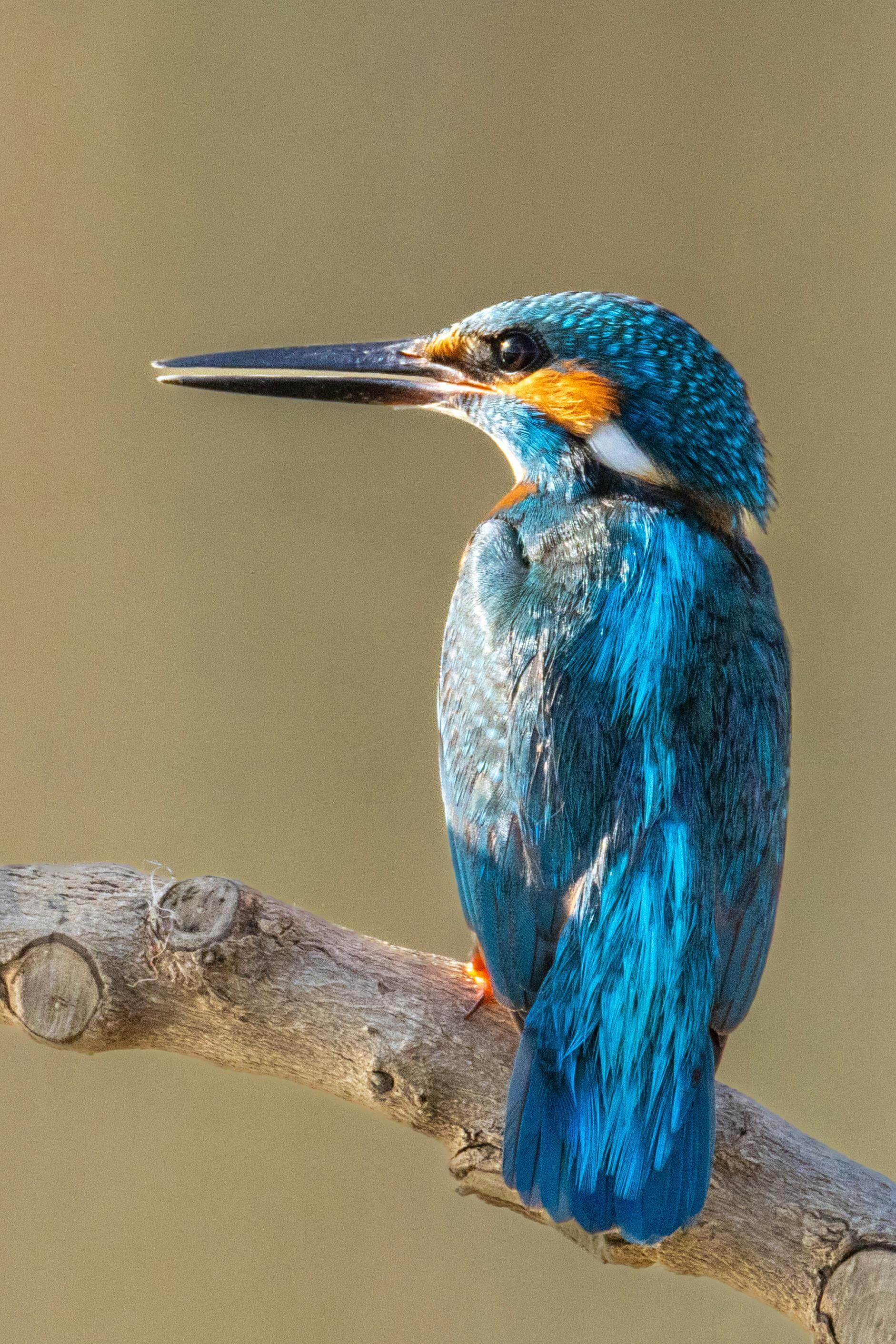 IJsvogel